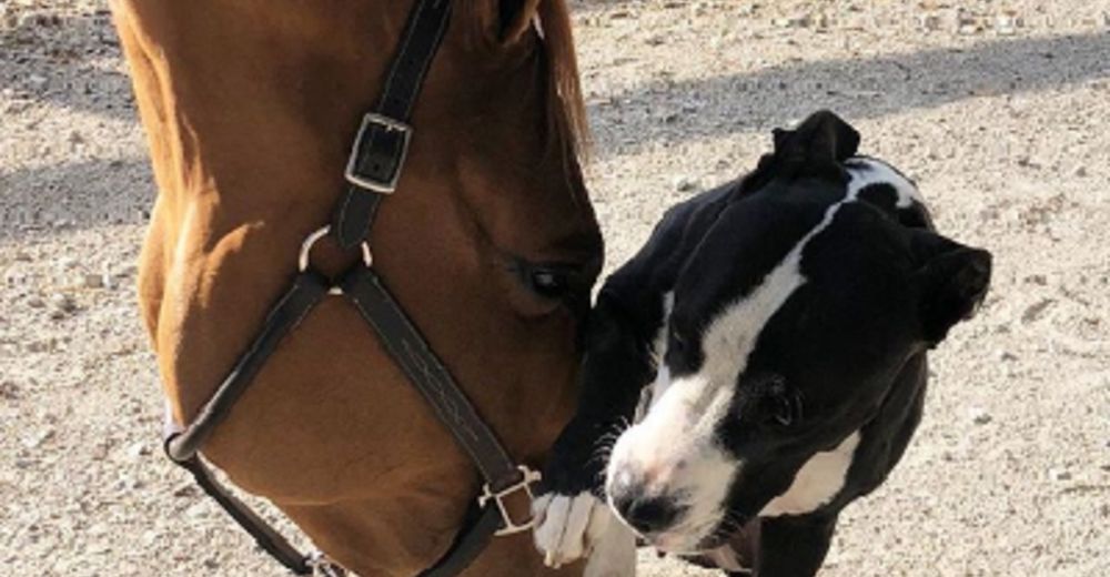 Este perro no sólo tiene caballos como mejores amigos, sino que se cree uno