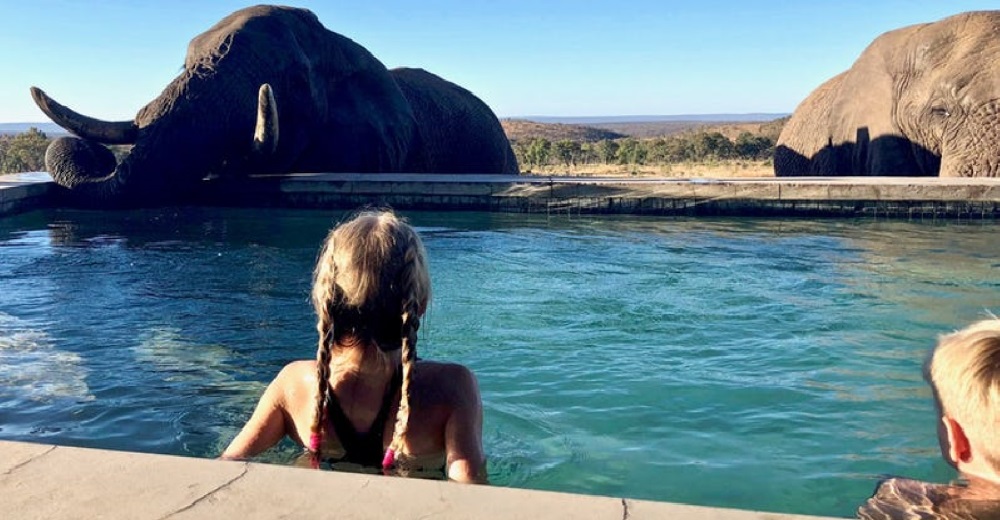 Un sediento elefante se refresca en la piscina del hotel y deja impactados a todos los turistas