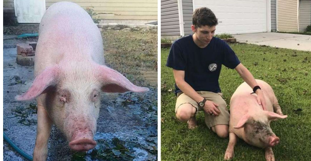 Aparece en su patio un cerdo que luchó por su vida tras un huracán y cambia su vida para siempre