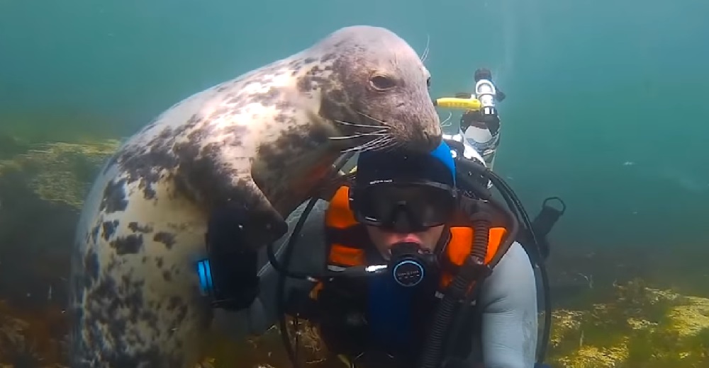 Una enorme foca gris no para de buscar los mimos de un buzo y hasta lo sorprende con un abrazo