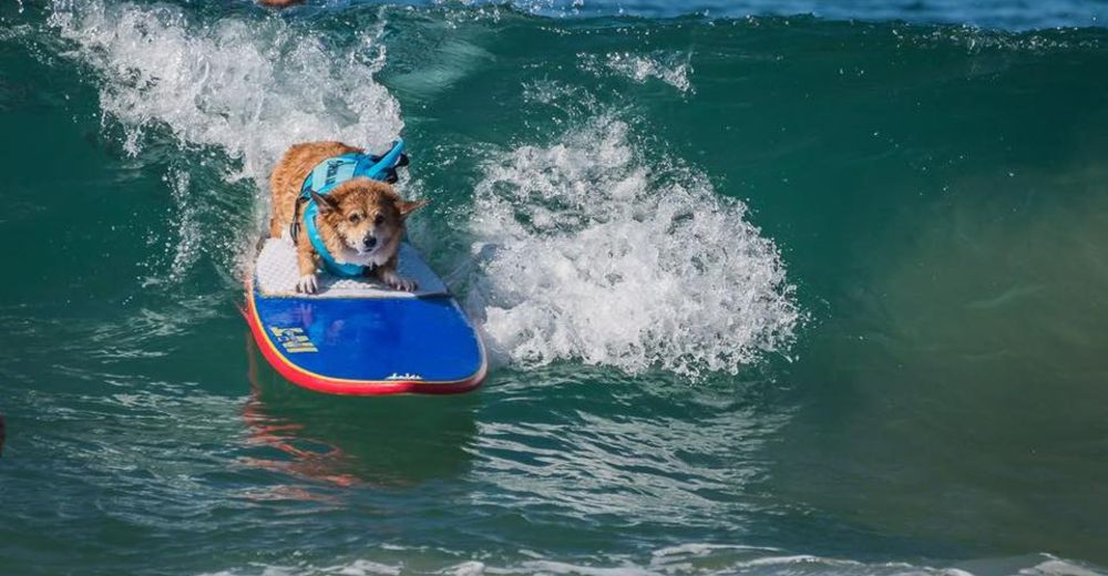 Jojo, el pequeño corgi que aprendió a surfear para salvar su vida