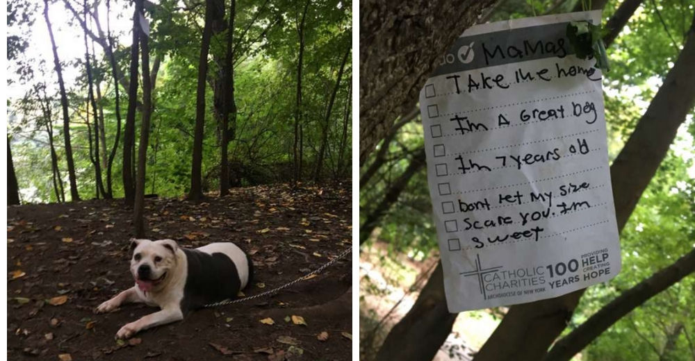 Amarrada a un árbol junto a la nota más triste del mundo… Pero ella sólo sonreía