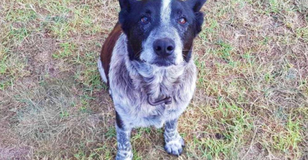 Una pequeña se pierde durante 16 horas, pero su perro con limitaciones le salva la vida