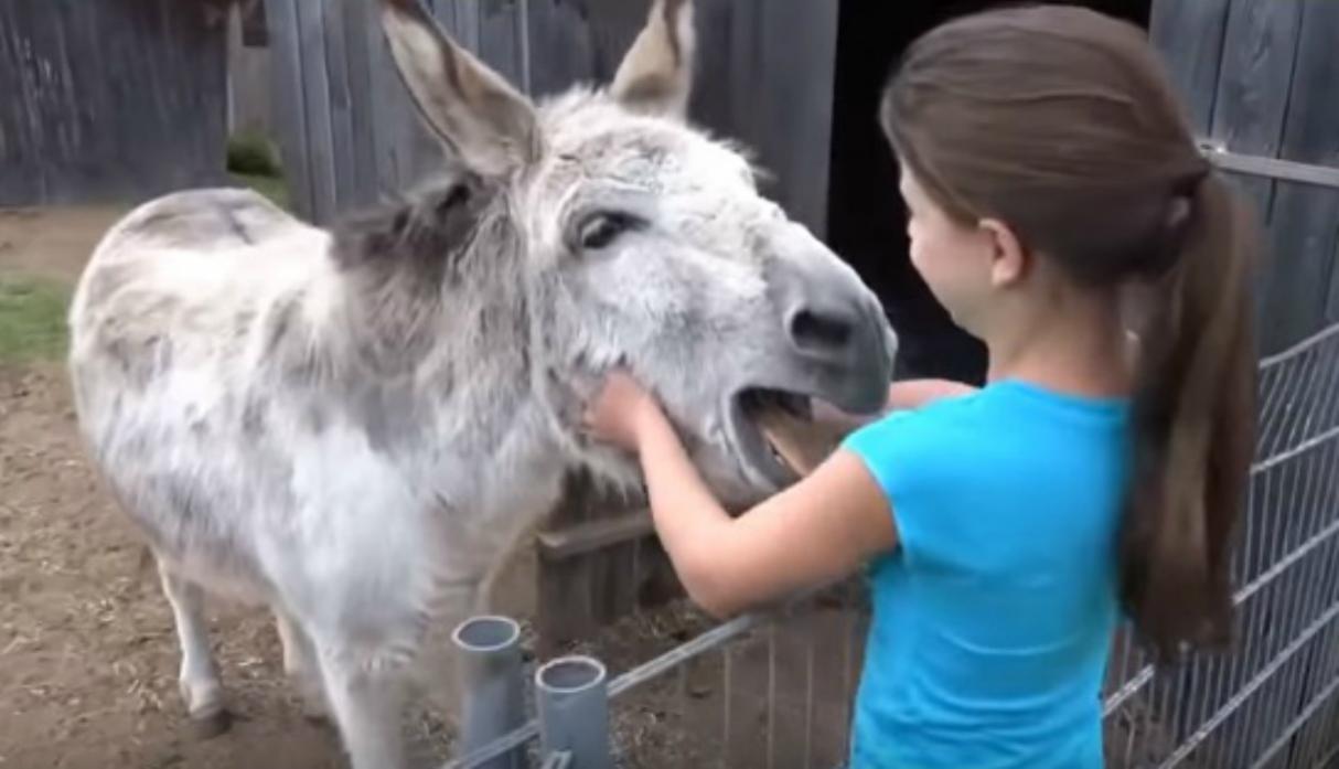 Un amoroso burro reconoce a la niña que lo crió y su reacción conmueve a miles de personas