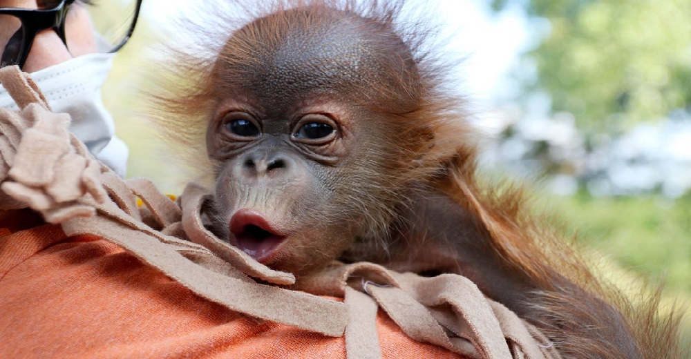 Una bebé orangután da adorables saltitos de hipo mientras duerme en los brazos de su cuidadora