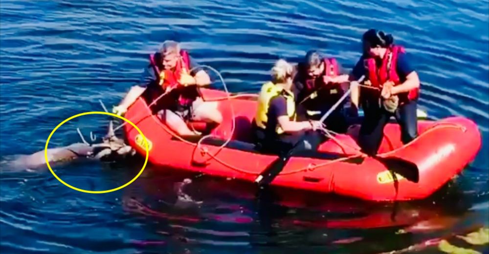 Valientes bomberos rescatan a unos ciervos a punto de ahogarse a causa de una pelea de pareja