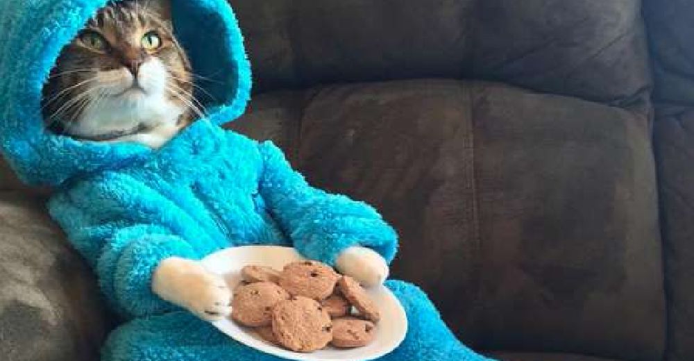 La embajada de Estados Unidos pide disculpas por la invitación por error a una pijamada de gatos