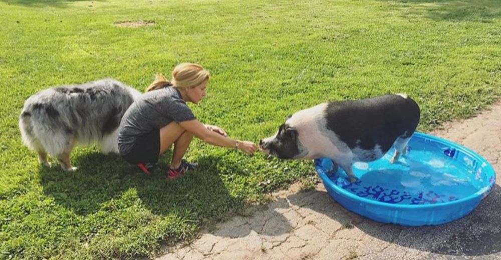 Boris, el adorable cerdito adoptado que ha demostrado ser el mejor hijo del mundo