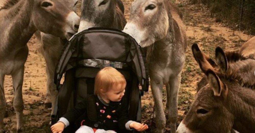 Estos burros rescatados están obsesionados con su pequeña humana favorita