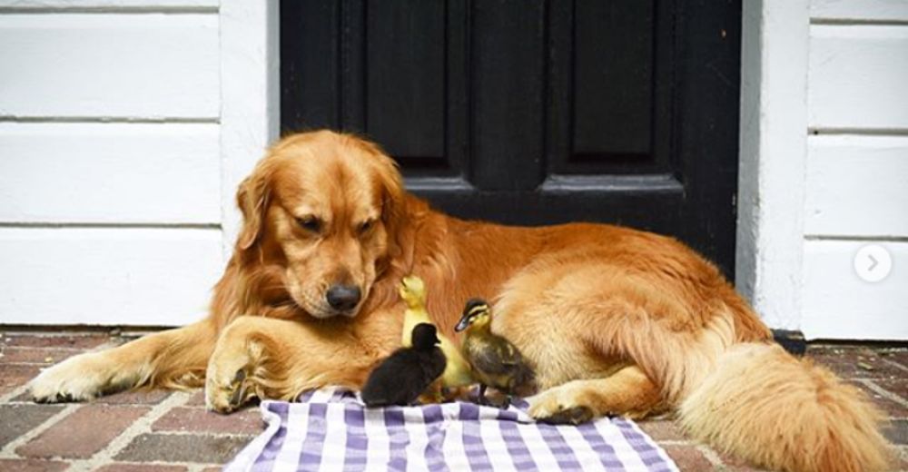 Este adorable Golden Retriever ha suplantado a la madre de estos tres pequeños patitos