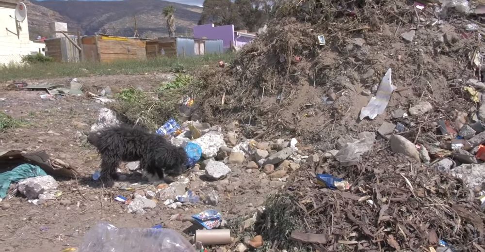 Apenas tenía 3 meses y lo tiraron al basurero, su familia consiguió un perro nuevo