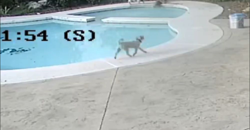 Un perro callejero salva a su hermano de morir ahogado en una profunda piscina