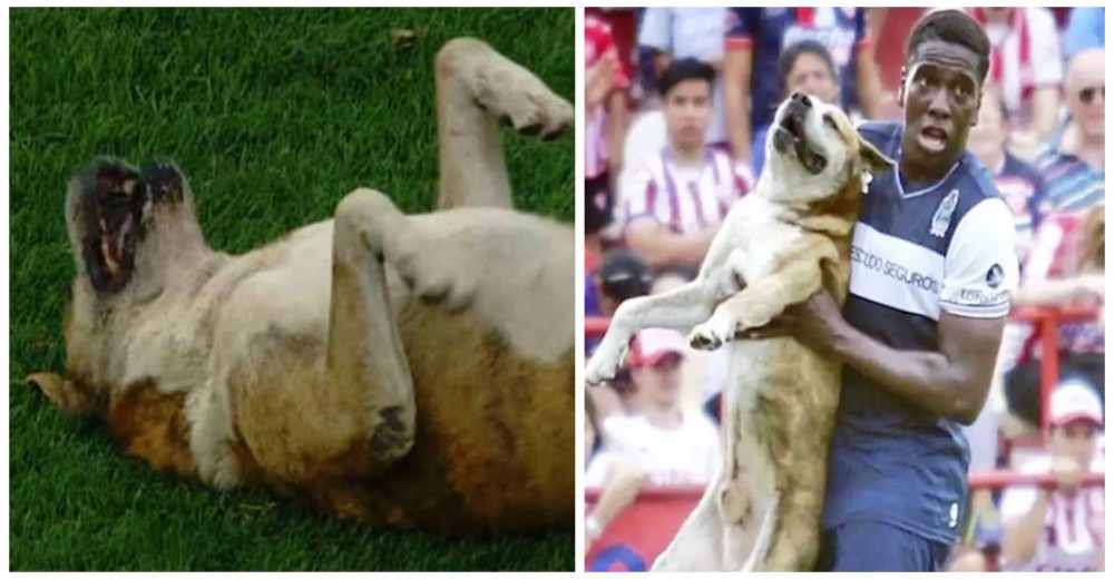 Un tierno perrito interrumpe un partido de fútbol y es acusado de sabotear al equipo contrario