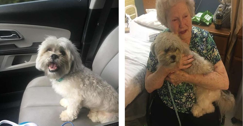 Abuelita rompe a llorar al ser sorprendida con un perrito que le devolvió la esperanza de vivir