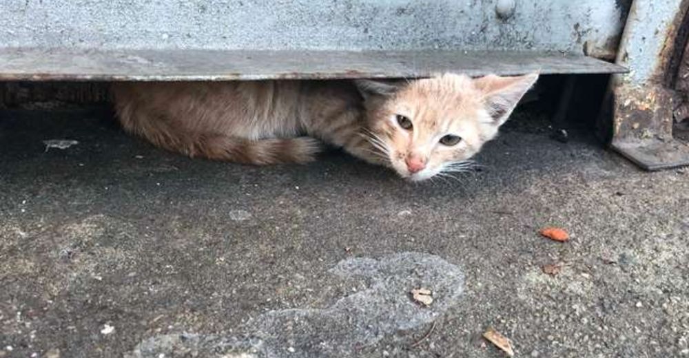 Esta mujer pasó horas tratando de rescatar a un gato del escondite más pequeño