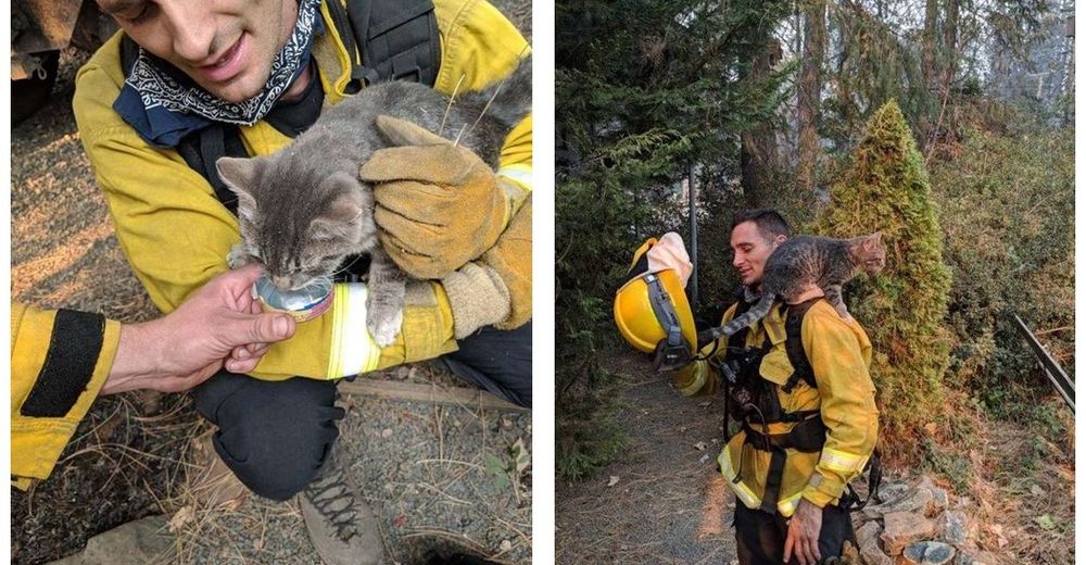 Salva de la muerte a un gatito atrapado en un incendio y ahora no se separa de su lado