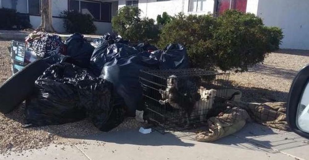 Los despojaron de su casa y dejaron a sus perritos enjaulados junto al resto de la basura