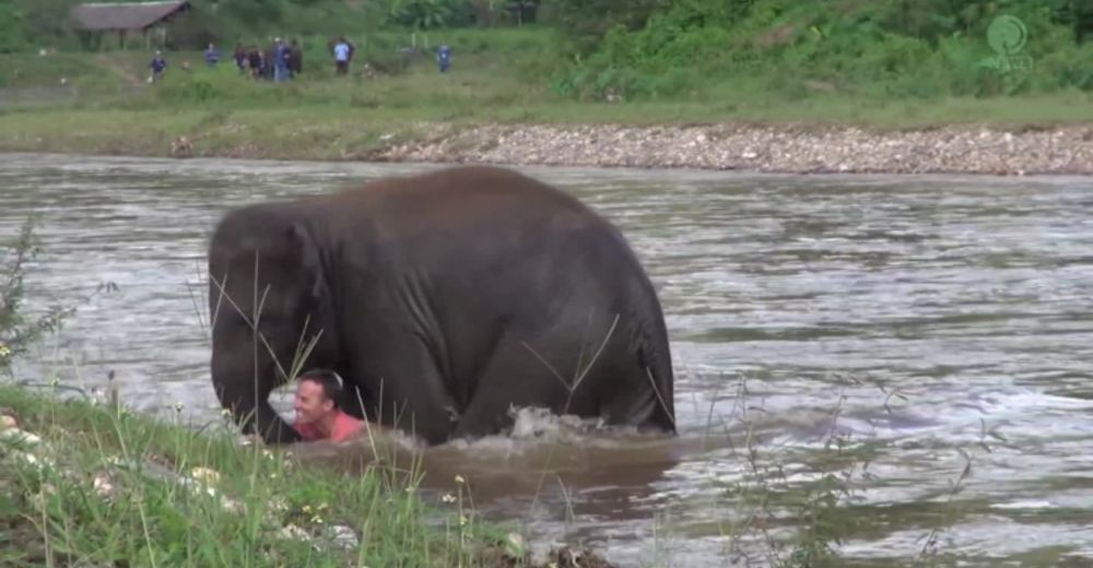 Una valiente bebé elefante arriesga todo para salvar a un hombre a punto de ahogarse