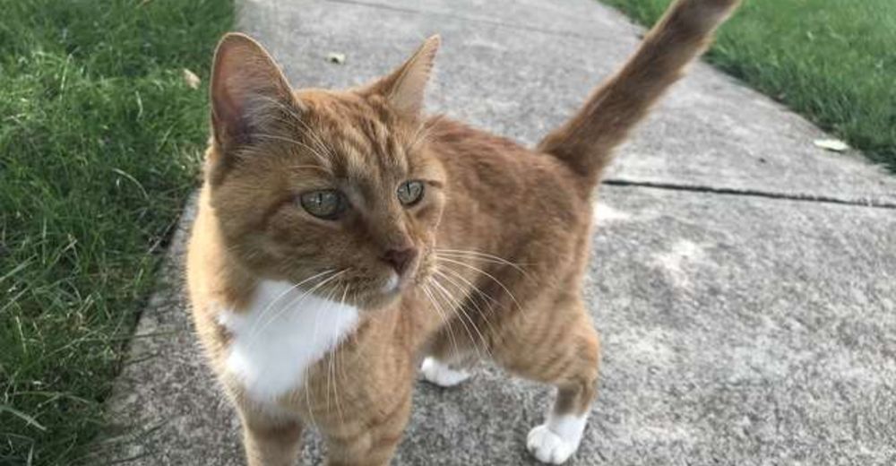 Captan a un gatito que sale corriendo desesperado de su casa todas las mañanas