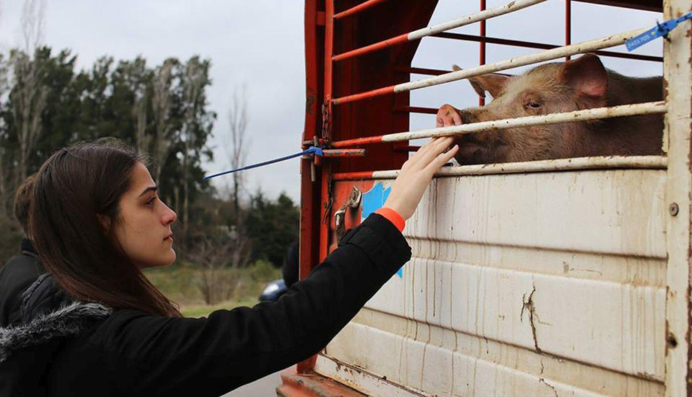 Emotiva despedida de voluntarios veganos a vacas y cerdos antes de ser sacrificados