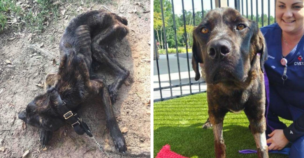 Atado a un pesado collar fuera de una casa y tumbado en el suelo, era un esqueleto viviente