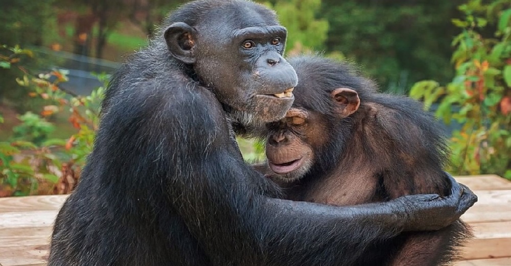 Liberan un grupo de chimpancés de laboratorio y se abrazan abrumados al ver su nuevo hogar