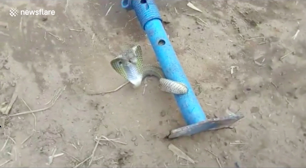 El imposible rescate de una cobra atrapada en una tubería de metal