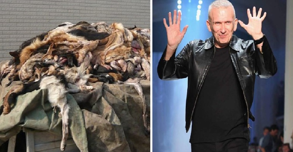 El valiente mensaje del diseñador Jean Paul Gaultier tras decidir no usar más pieles de animales