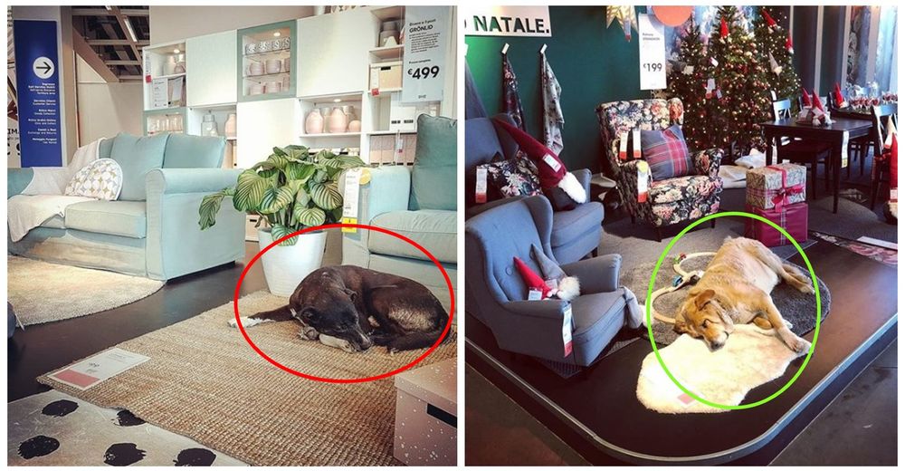 Graban a perritos callejeros reposando su cabecita en plena tienda y los clientes reaccionan