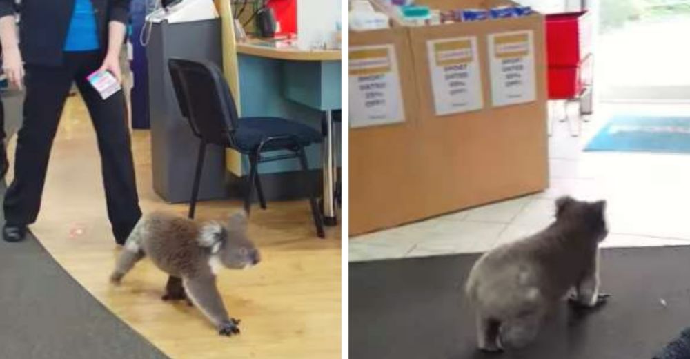 Un travieso koala invade una farmacia y se rehúsa a marcharse…