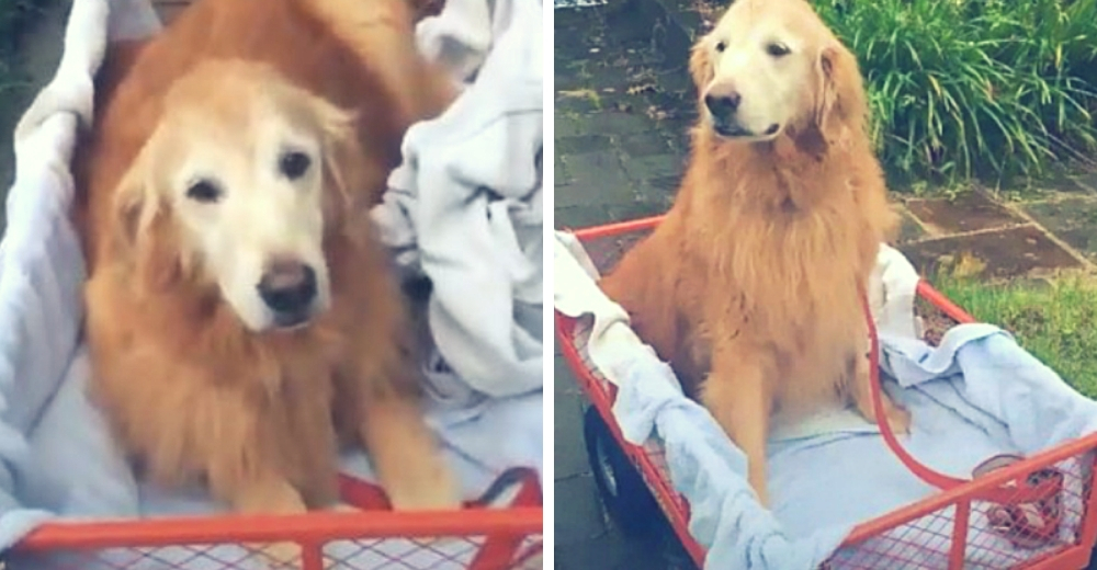 Su perrita anciana ya no podía ir de paseo, pero esta noble mujer ideó la mejor solución