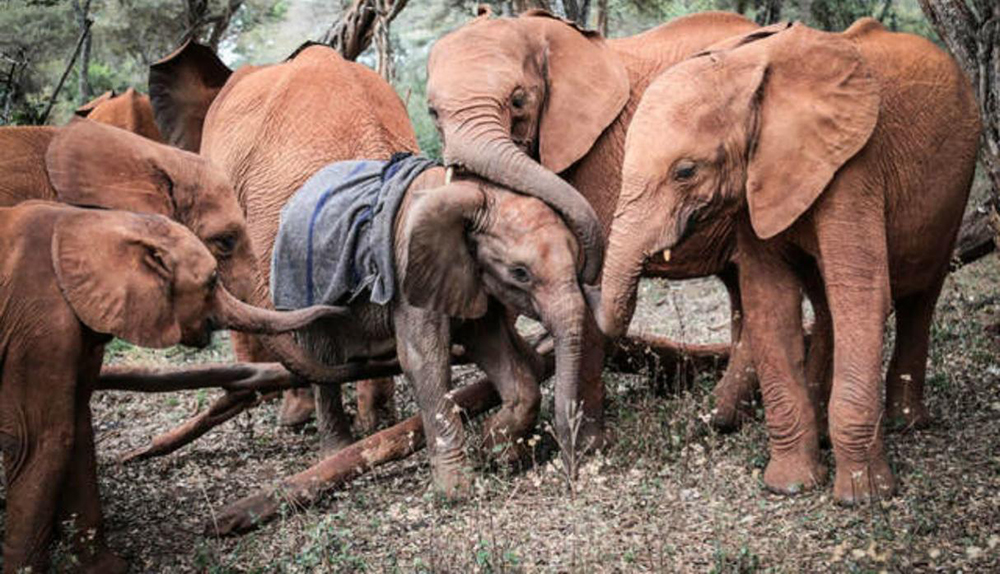 La emotiva acogida de una manada entera a un elefante bebé, sabían que había perdido a su mamá