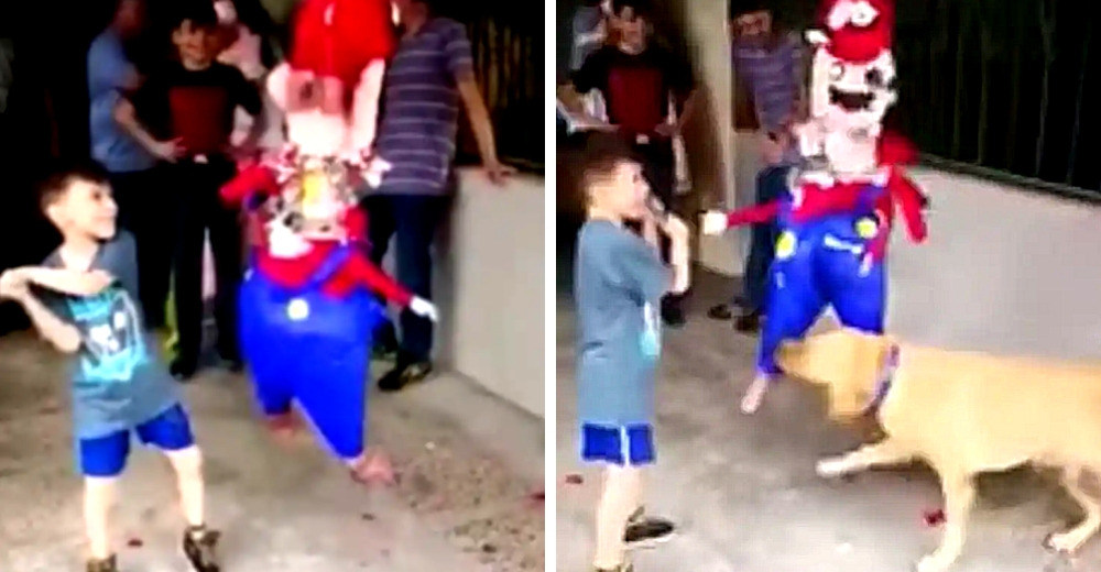 “Cuando tu perrito decide que los invitados ya no esperen más por los dulces de la piñata”