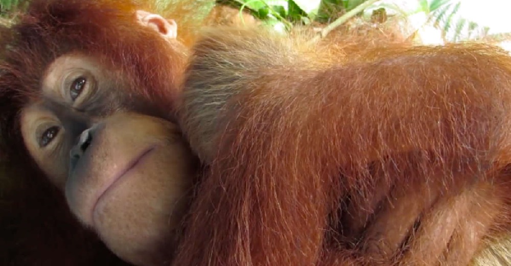 El hermoso momento en que una mamá orangután abraza tiernamente a su bebé recién nacido