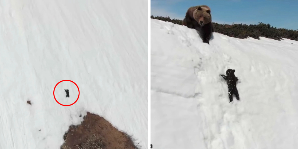 La verdad detrás del video viral de la angustiosa escalada del osito para alcanzar a su madre