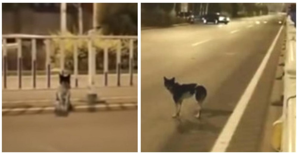 Un perro lleva 80 días esperando que su dueña vuelva en la carretera donde murió en un accidente