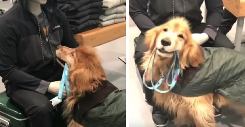 Un adorable golden es toda una celebridad hasta que conoce al primer “humano” que no lo quiere