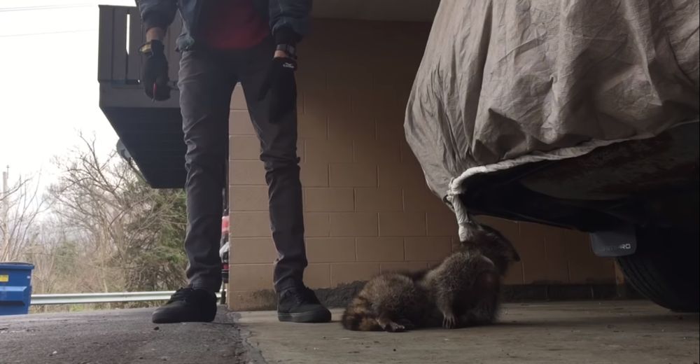 Este mapache estaba en terribles problemas hasta que un hombre de gran corazón decidió salvarlo