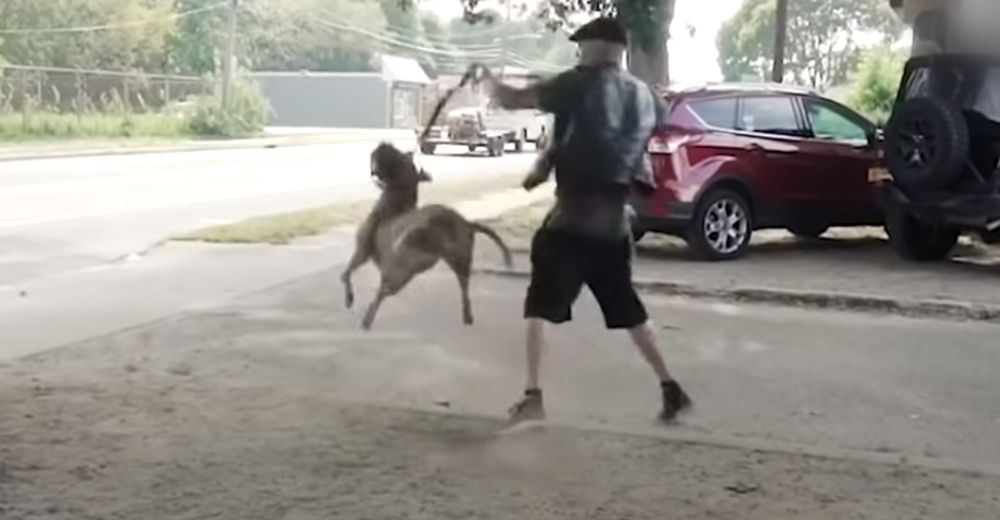 Convierte a un pitbull extremadamente agresivo en una bolita de ternura en cuestión de días