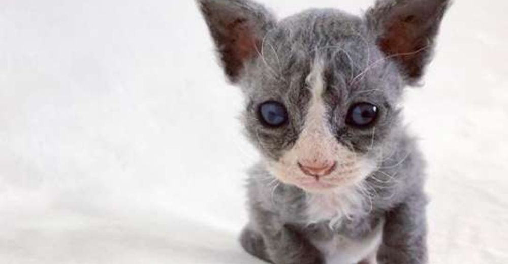 Diminuto gatito rescatado es tan adorable que parece más un peluche que un gato real