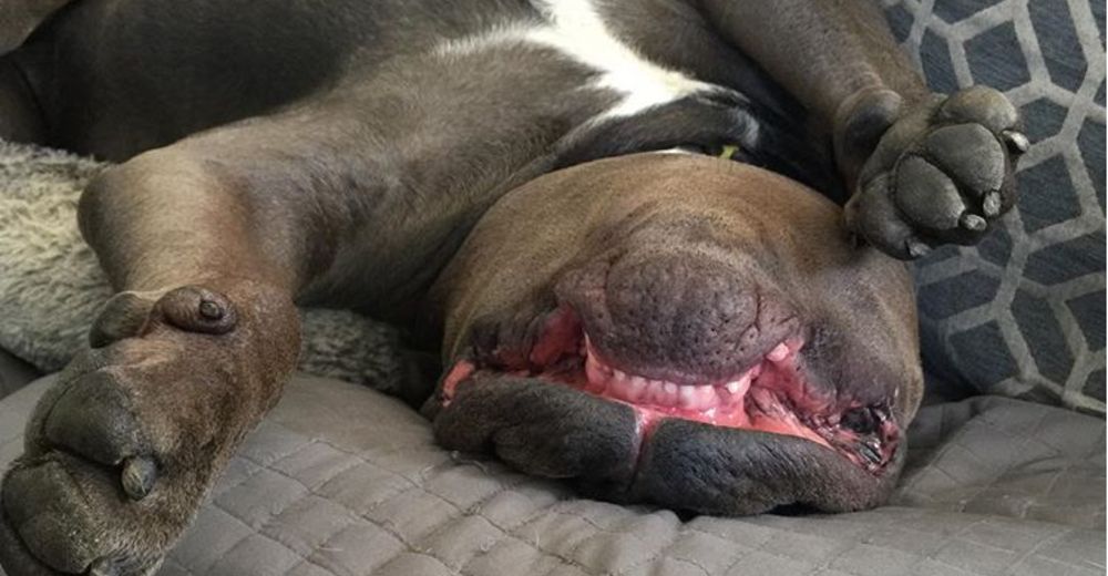 A este perrito no sólo le encanta dormir, sino que además lo hace en las posiciones más extrañas