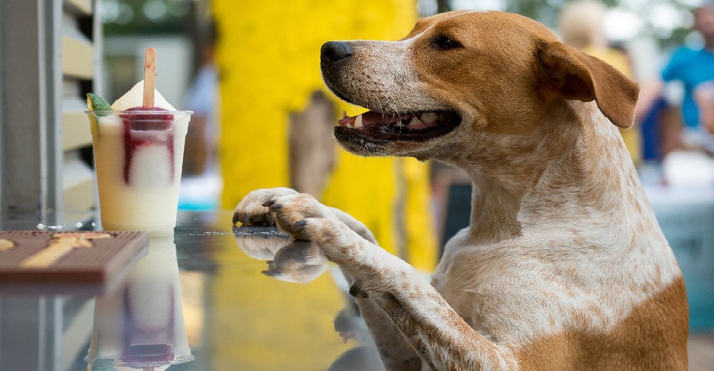 El trabajo ideal… Buscan un empleado para acariciar docenas de perritos y jugar con ellos