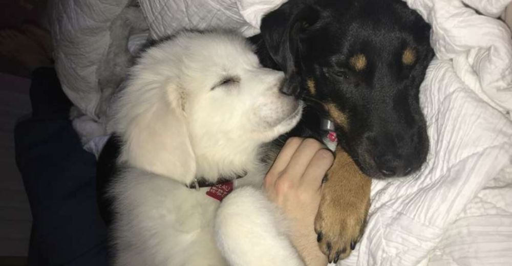 Este cachorro gigante rescatado no se separa ni un segundo de su tan diferente hermano