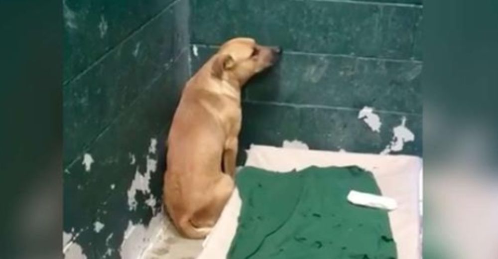 Coby estaba tan asustado en el refugio porque su familia lo abandonó por «comerse la basura»