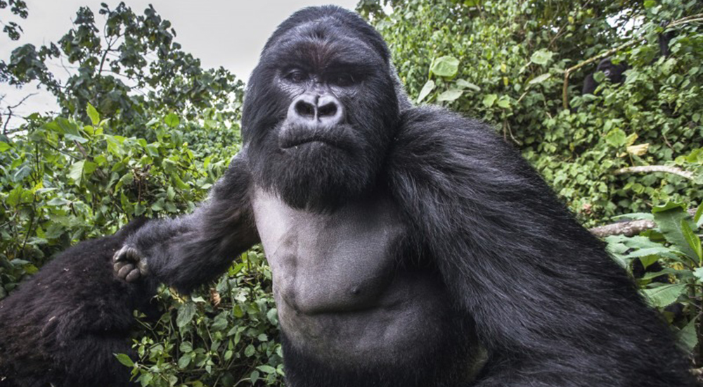 La insólita reacción de un gorila ebrio ante la presencia de un fotógrafo se hace viral