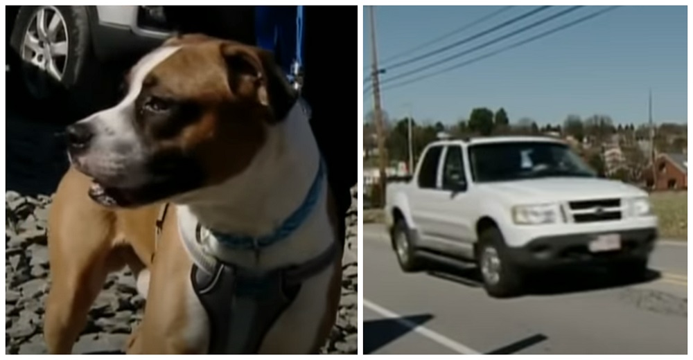 Lanza la pelota a su perro para «jugar con él» y arranca a toda velocidad en su auto