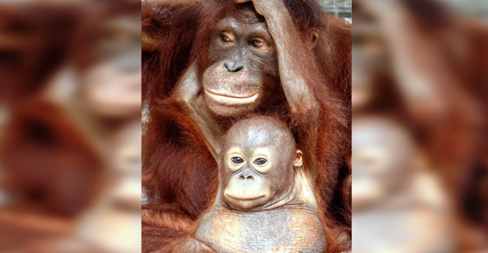 Una bebé orangutana huérfana recibe una nueva madre adoptiva y no se aparta de su lado