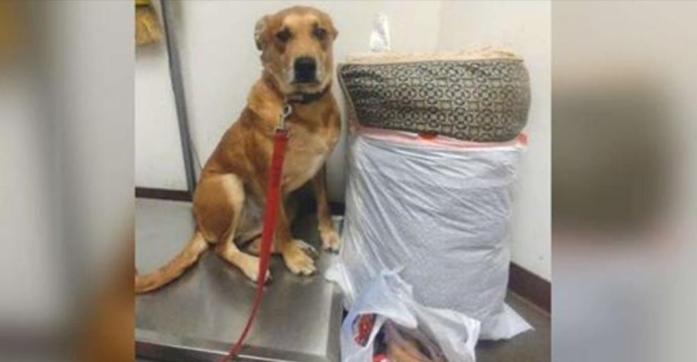 La foto viral del perro abandonado con su cama y todos sus juguetes logra cambiar su destino