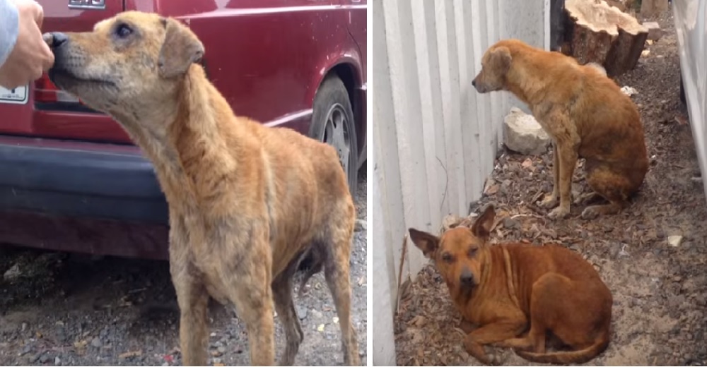 Una hambrienta perrita guía a los rescatistas para pedirles que también ayuden a su amiga