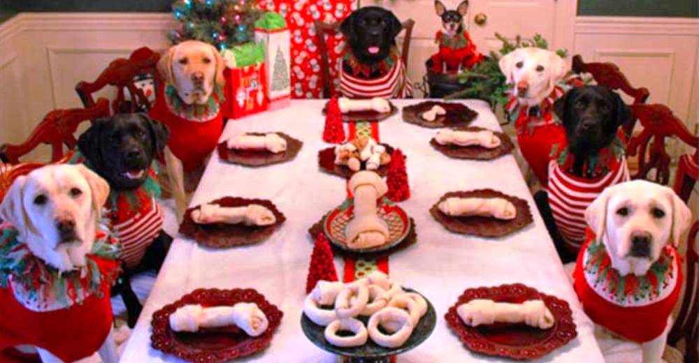 Preparan una inolvidable cena de Navidad para su familia canina… Pero eso no es todo